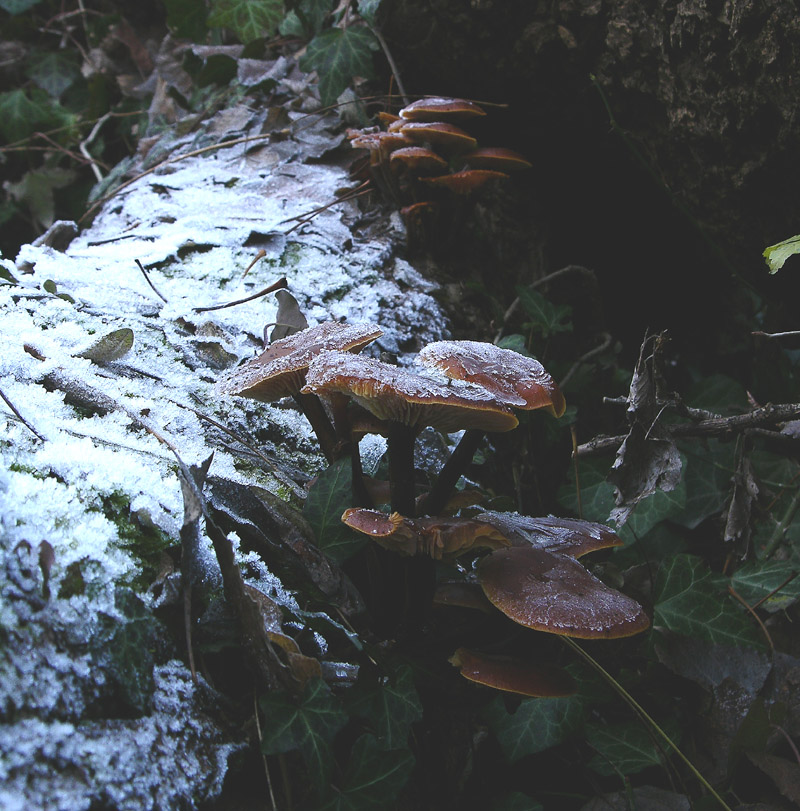 A caccia di Pleurotus.....parte2.